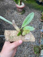 Bulbophyllum Spiesii x Frostii - COLEÇÃO - Imagem 5