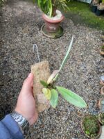 Bulbophyllum Spiesii x Frostii - COLEÇÃO - Imagem 8