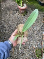 Bulbophyllum Spiesii x Frostii - COLEÇÃO - Imagem 9
