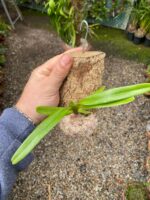 Aerides Odorata Yellow - COLEÇÃO - Imagem 6
