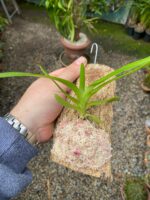 Aerides Odorata Yellow - COLEÇÃO - Imagem 7