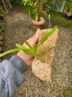 Aerides Odorata Yellow - COLEÇÃO - Imagem 5