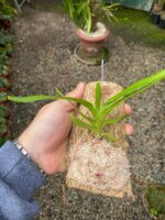 Aerides Odorata Yellow - COLEÇÃO - Imagem 2