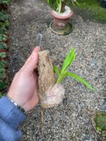 Aerides Odorata Yellow - COLEÇÃO - Imagem 4