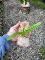 Aerides Odorata Yellow - COLEÇÃO - Imagem 3