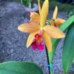 Blc. Golden Tang - COLEÇÃO