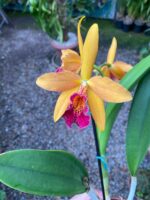 Blc. Golden Tang - COLEÇÃO