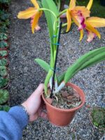 Blc. Golden Tang - COLEÇÃO - Imagem 3