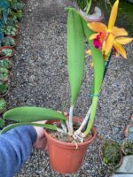 Blc. Golden Tang - COLEÇÃO - Imagem 4