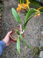 Blc. Golden Tang - COLEÇÃO - Imagem 5