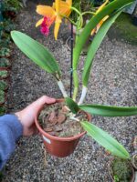 Blc. Golden Tang - COLEÇÃO - Imagem 6