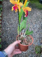 Blc. Golden Tang - COLEÇÃO - Imagem 7