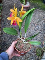 Blc. Golden Tang - COLEÇÃO - Imagem 2