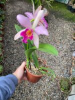 Blc. Golden Tang - COLEÇÃO - Imagem 7