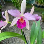 Blc. Golden Tang - COLEÇÃO