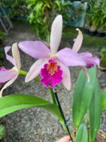 Blc. Golden Tang - COLEÇÃO