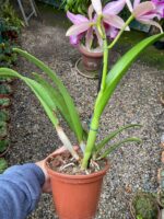 Blc. Golden Tang - COLEÇÃO - Imagem 6