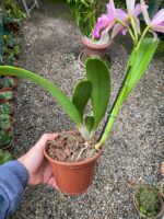 Blc. Golden Tang - COLEÇÃO - Imagem 5