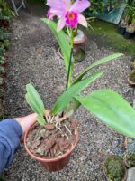 Blc. Golden Tang - COLEÇÃO - Imagem 4