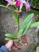 Blc. Golden Tang - COLEÇÃO - Imagem 3