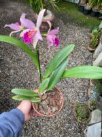Blc. Golden Tang - COLEÇÃO - Imagem 2