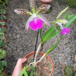 Rhynchobrassoleya Spotted Charm Nodosa - COLEÇÃO