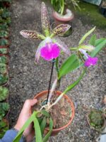 Rhynchobrassoleya Spotted Charm Nodosa - COLEÇÃO