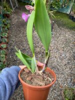 Rhynchobrassoleya Spotted Charm Nodosa - COLEÇÃO - Imagem 5