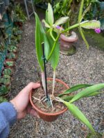 Rhynchobrassoleya Spotted Charm Nodosa - COLEÇÃO - Imagem 4