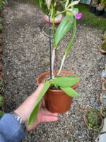 Rhynchobrassoleya Spotted Charm Nodosa - COLEÇÃO - Imagem 7