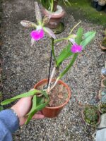 Rhynchobrassoleya Spotted Charm Nodosa - COLEÇÃO - Imagem 2