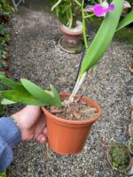 Rhynchobrassoleya Spotted Charm Nodosa - COLEÇÃO - Imagem 6