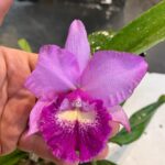 Chz. Hsinying Pink Doll - COLEÇÃO