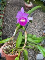 Chz. Hsinying Pink Doll - COLEÇÃO - Imagem 2