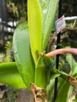 Chz. Hsinying Pink Doll - COLEÇÃO - Imagem 3