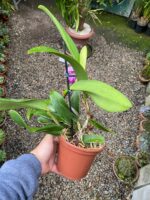 Chz. Hsinying Pink Doll - COLEÇÃO - Imagem 4