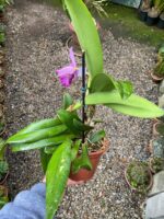 Chz. Hsinying Pink Doll - COLEÇÃO - Imagem 5