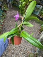 Chz. Hsinying Pink Doll - COLEÇÃO - Imagem 6