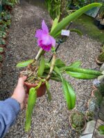 Chz. Hsinying Pink Doll - COLEÇÃO - Imagem 8