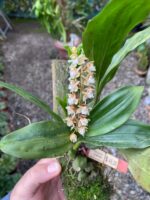 Pholidota Chinensis - COLEÇÃO - Imagem 6