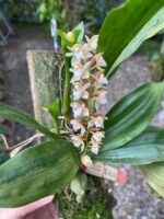 Pholidota Chinensis - COLEÇÃO