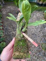 Pholidota Chinensis - COLEÇÃO - Imagem 5