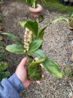 Pholidota Chinensis - COLEÇÃO - Imagem 2