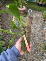 Pholidota Chinensis - COLEÇÃO - Imagem 3