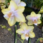 Phal. Bronze Buddha ''Lemon''  - PERFUMADA