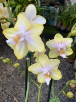 Phal. Bronze Buddha ''Lemon''  - PERFUMADA