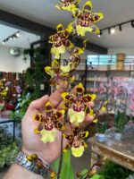 Colmanara WildCat - COLEÇÃO - Imagem 9