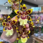 Colmanara WildCat - COLEÇÃO