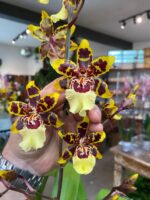 Colmanara WildCat - COLEÇÃO