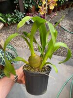 Colmanara WildCat - COLEÇÃO - Imagem 7